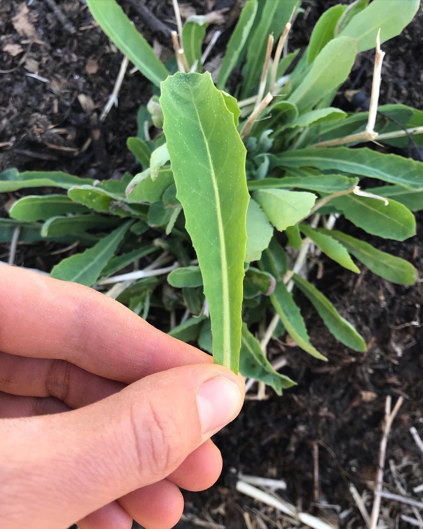 Perennial Sweet Lettuce Seeds - Reichardia picroides - Very Rare. AKA French Scorzonera