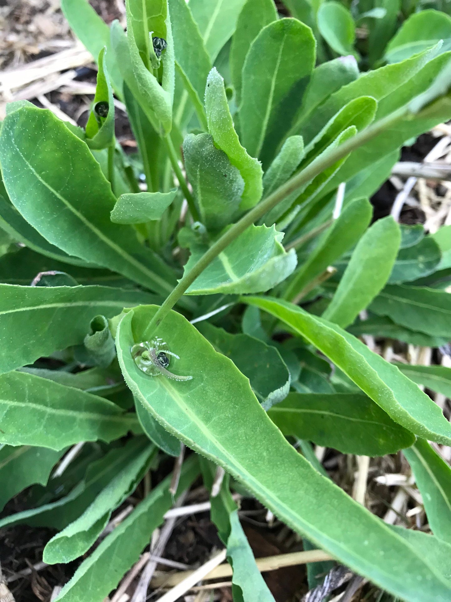Perennial Sweet Lettuce Seeds - Reichardia picroides - Very Rare. AKA French Scorzonera