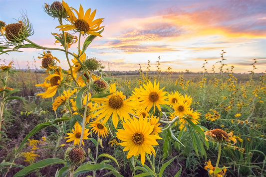 Maximilian Sunflower Seeds - Helianthus maximiliani - Perennial Native Prairie Sunflower