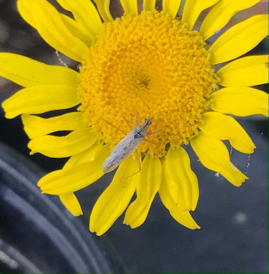 Dyer's Chamomile Seeds - Cota tinctoria - Natural Dye, Plant Dye