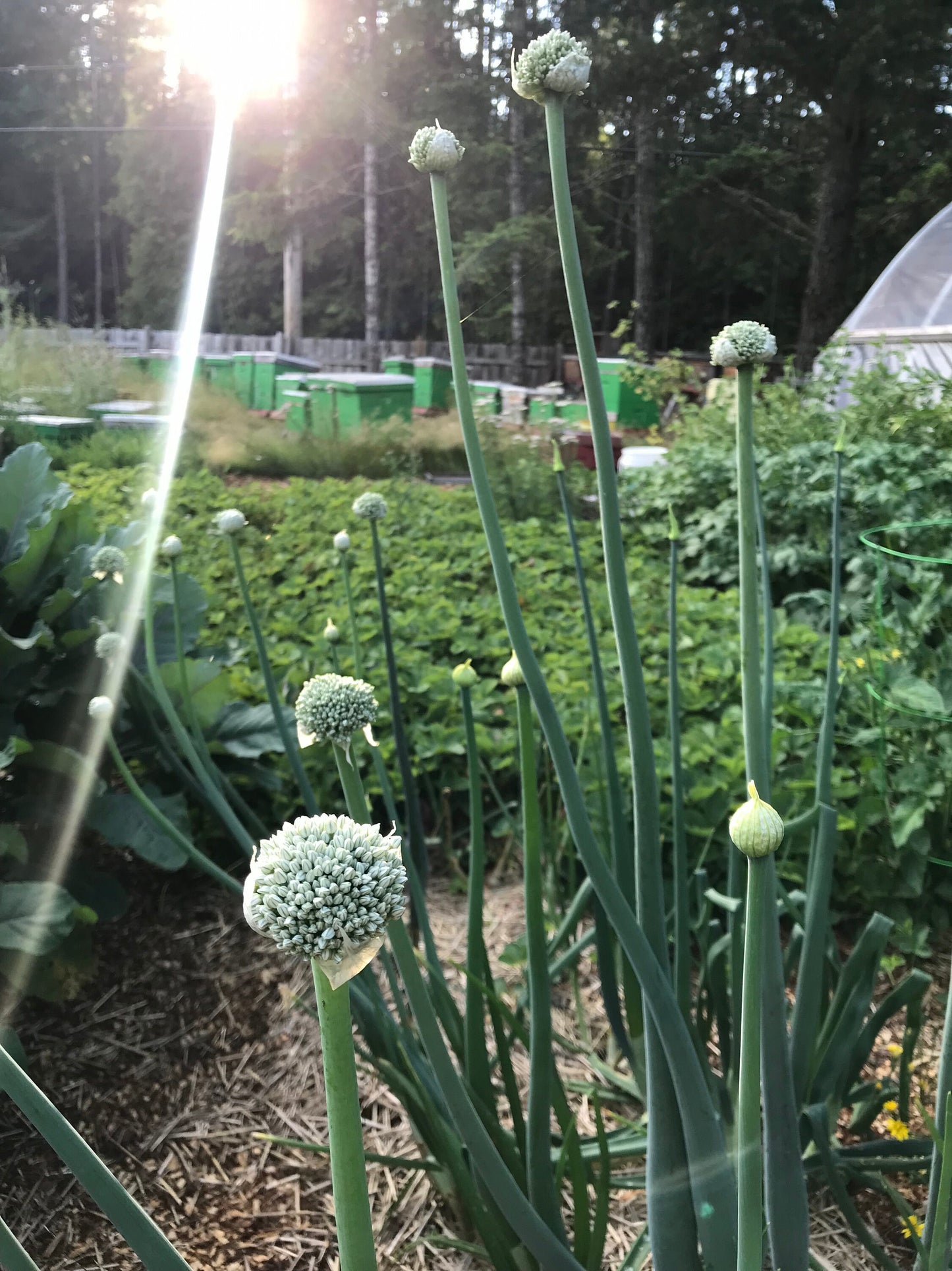 Potato Onion SEEDS - Multiplier Onions - Allium cepa var. aggregatum - Andy's Green Mountain Multiplier