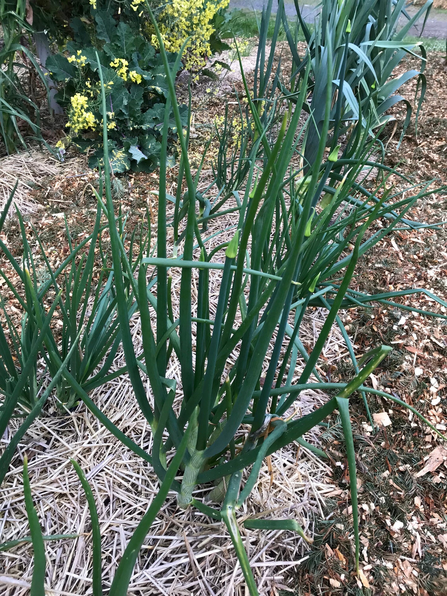 Potato Onion SEEDS - Multiplier Onions - Allium cepa var. aggregatum - Andy's Green Mountain Multiplier