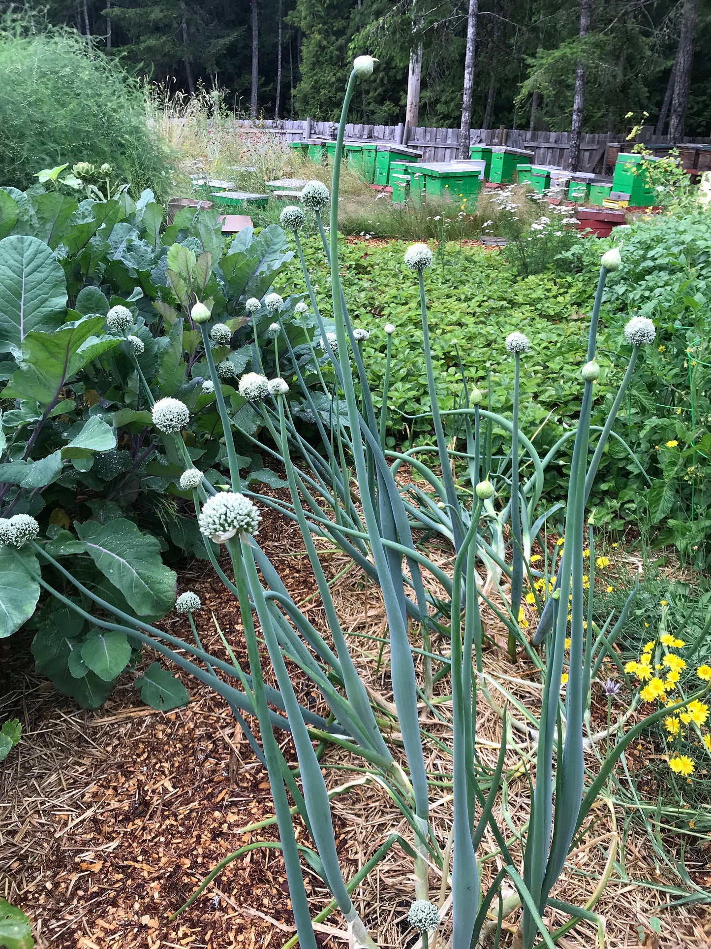 Potato Onion SEEDS - Multiplier Onions - Allium cepa var. aggregatum - Andy's Green Mountain Multiplier
