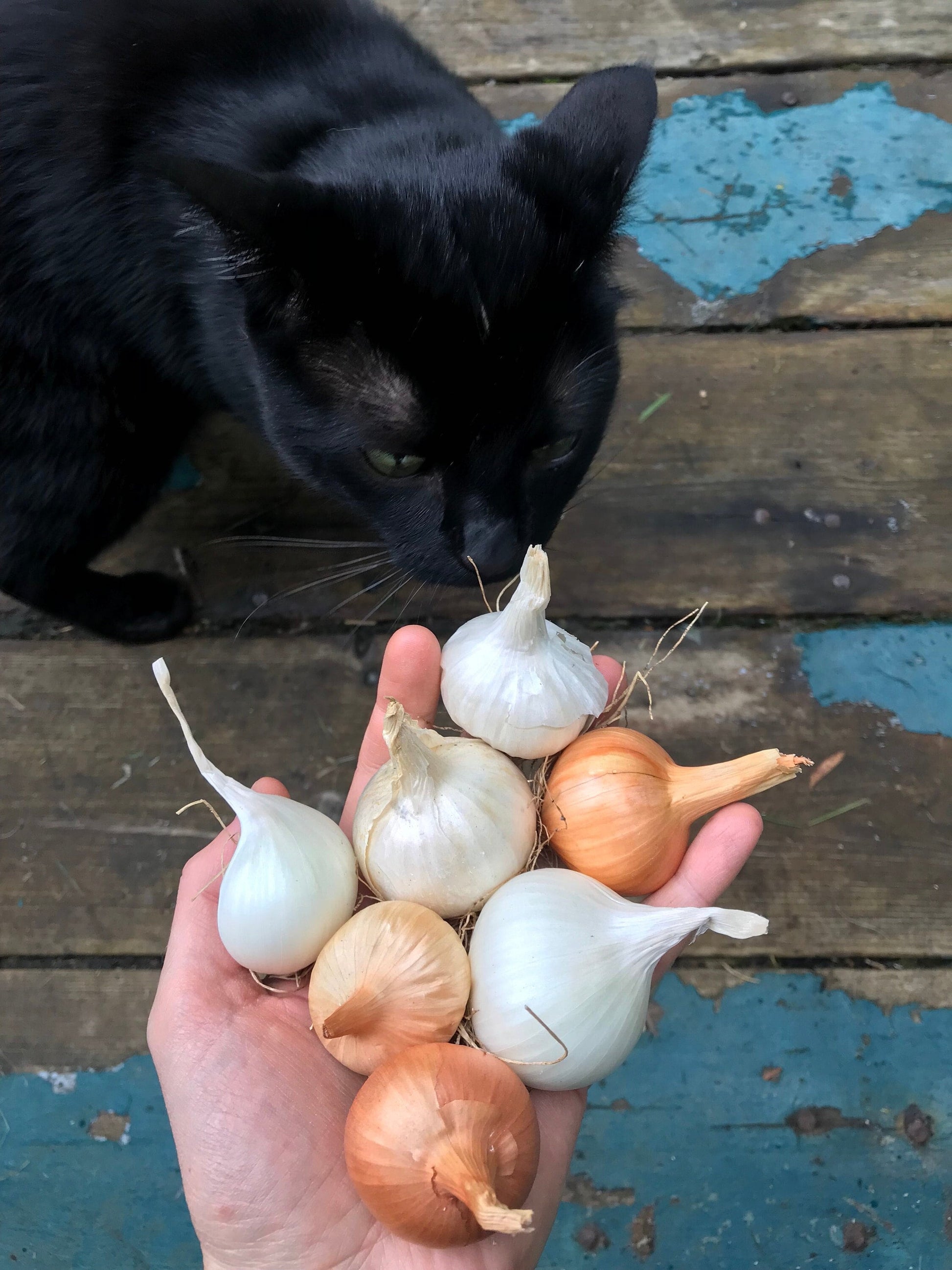 Potato Onion SEEDS - Multiplier Onions - Allium cepa var. aggregatum - Andy's Green Mountain Multiplier