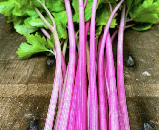 Pink & Red Celery Seeds - Apium graveolens