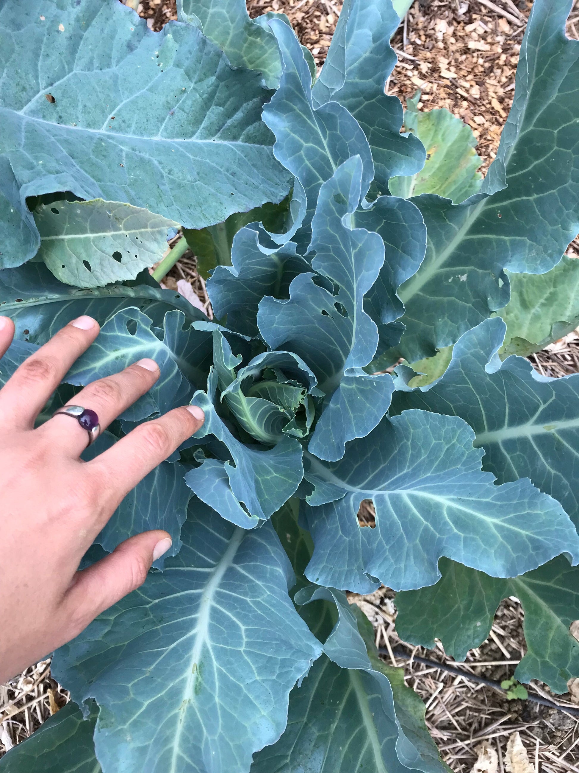 9-Star Perennial Broccoli Seeds - Brassica oleracea botrytis - Nine Star Perennial Cauliflower