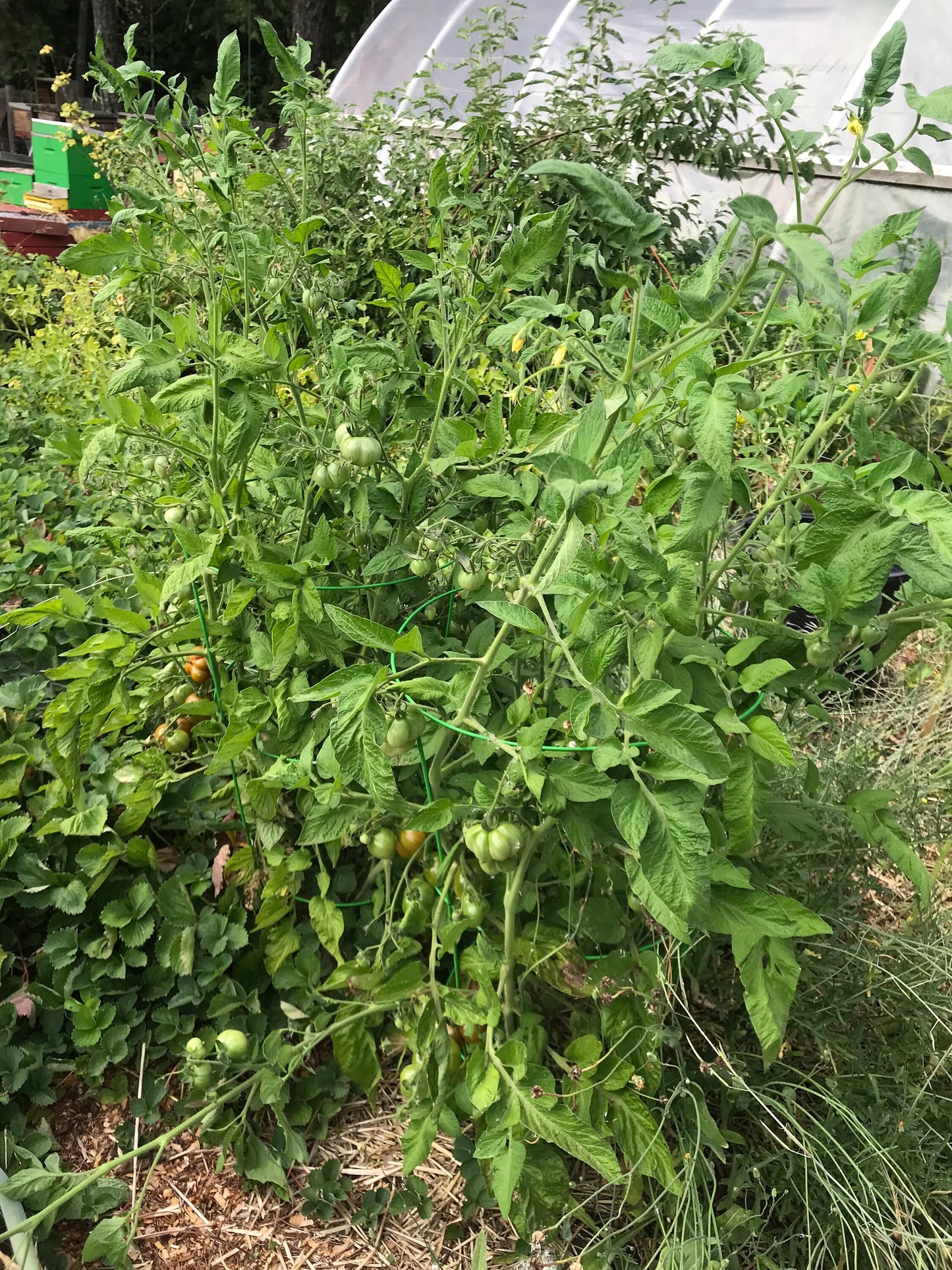 Karma Miracle X Q-Series Panamorous Tomato Seeds - Solanum lycopersicum