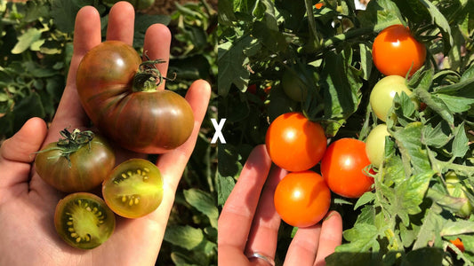 Karma Miracle X Q-Series Panamorous Tomato Seeds - Solanum lycopersicum