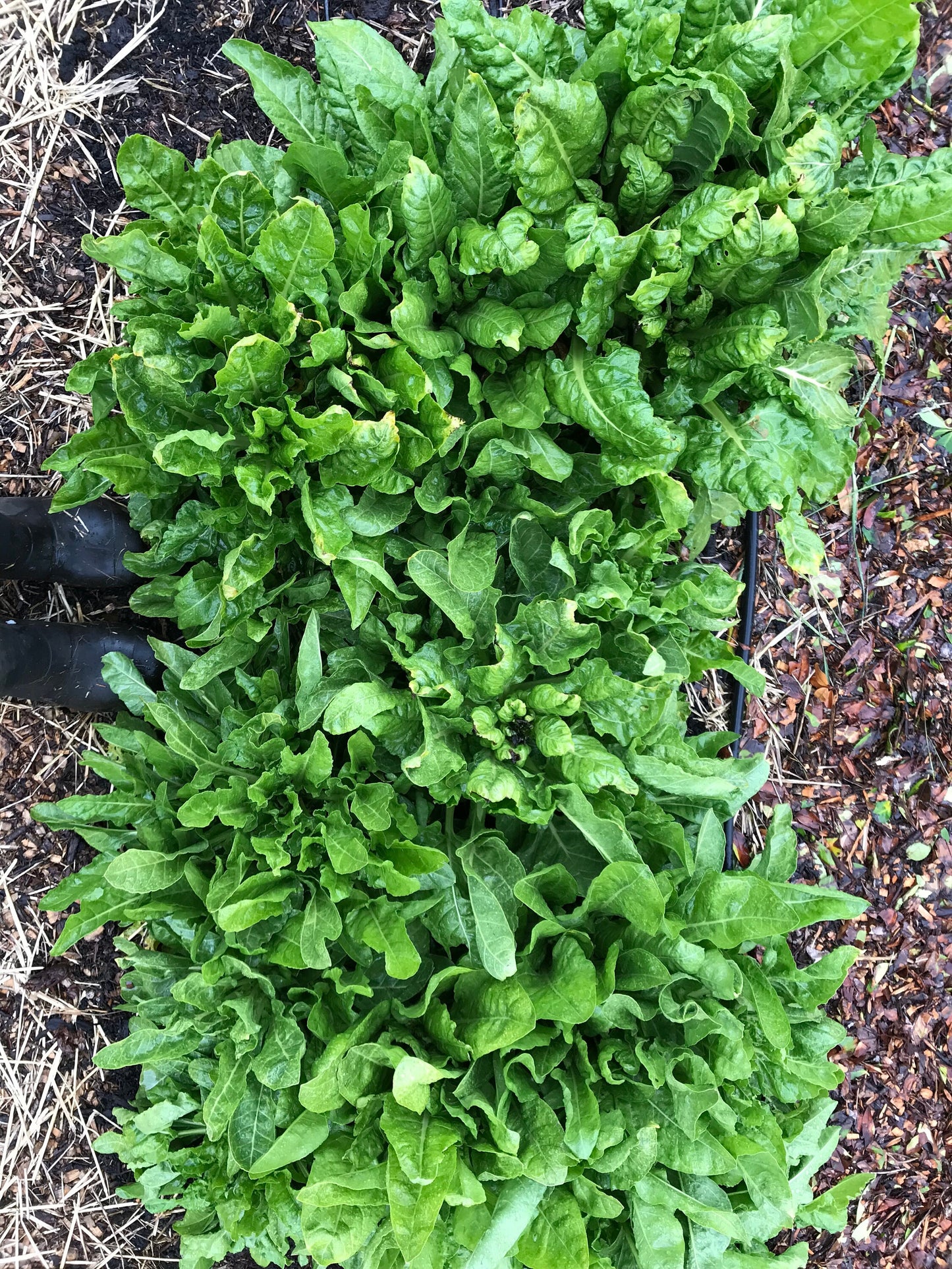 Perennial Chard Seeds - Gnarly Long-lived Beet Leaf Mix - Beta vulgaris