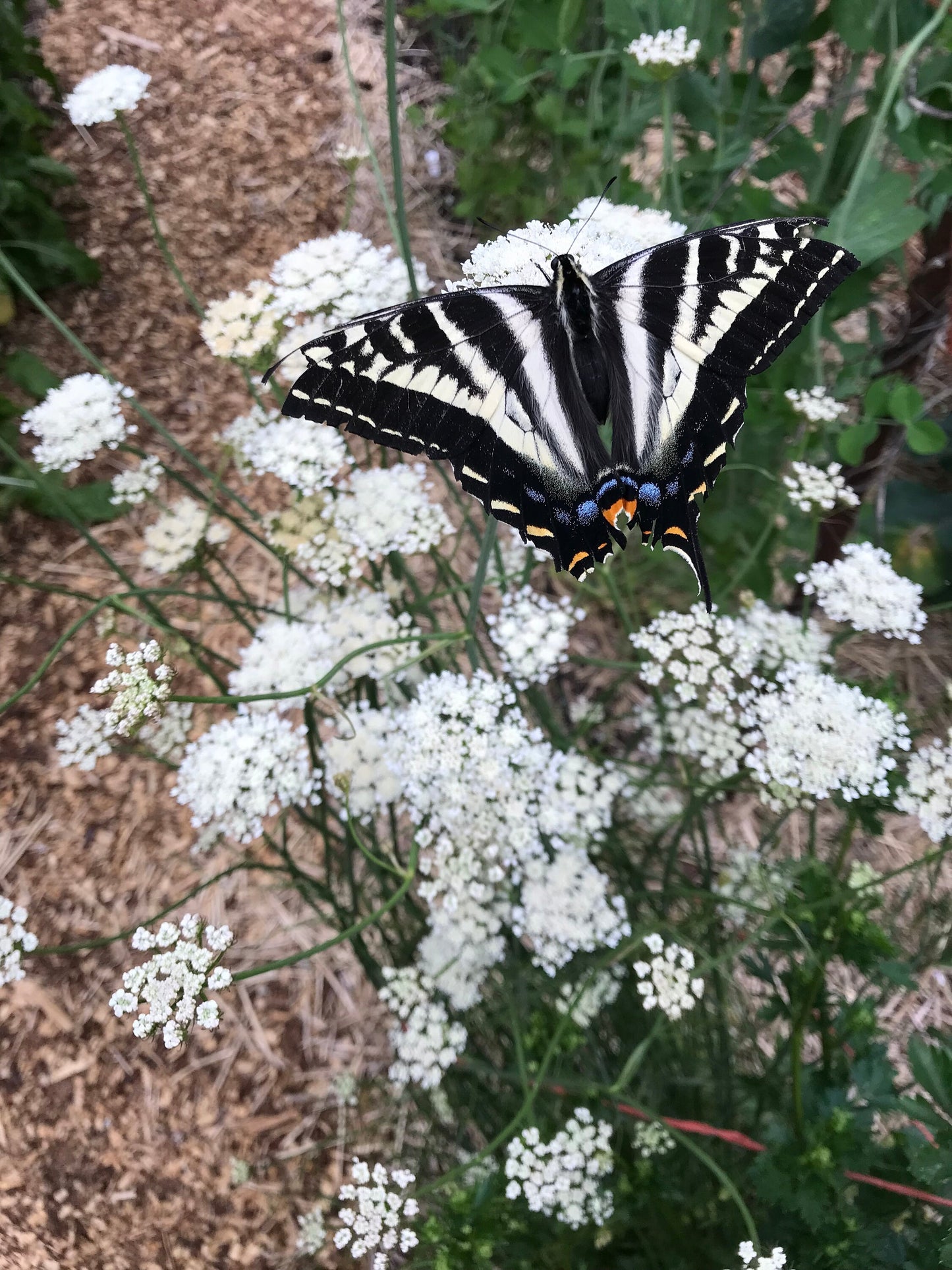 Meadow Parsley - Oenanthe pimpinelloides - Corky-fruited Water-dropwort, Earth Chestnut
