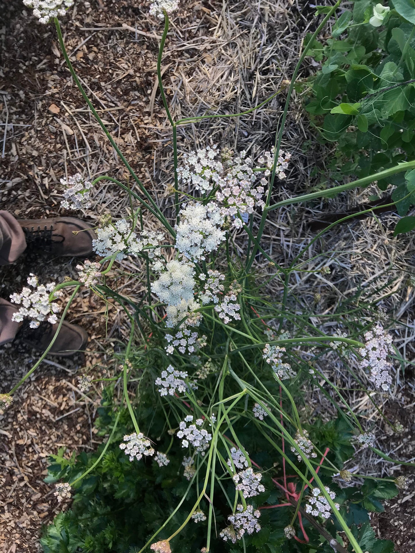 Meadow Parsley - Oenanthe pimpinelloides - Corky-fruited Water-dropwort, Earth Chestnut