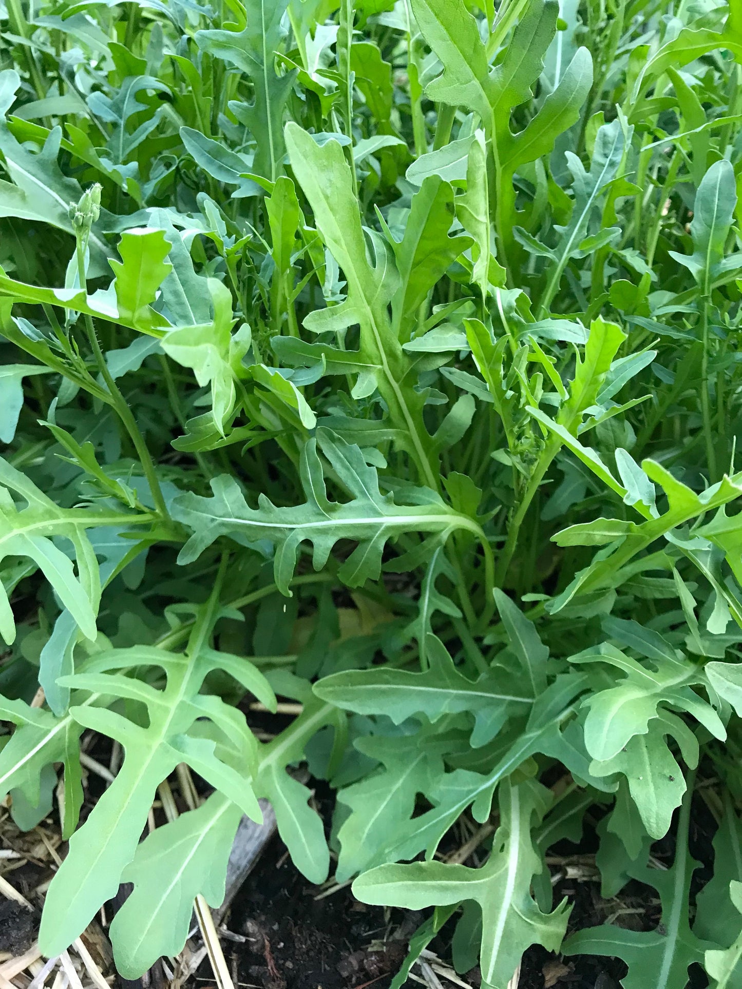 Sylvetta Perennial Arugula Seeds - Diplotaxis tenuifolia - Wild Roquette - Rocket