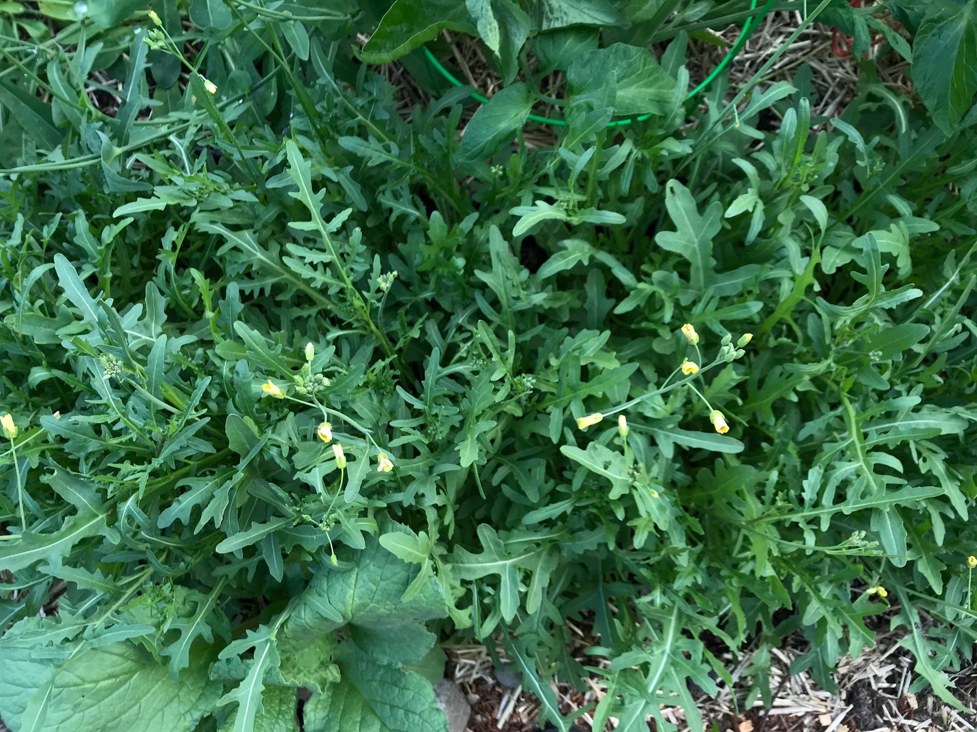 Sylvetta Perennial Arugula Seeds - Diplotaxis tenuifolia - Wild Roquette - Rocket