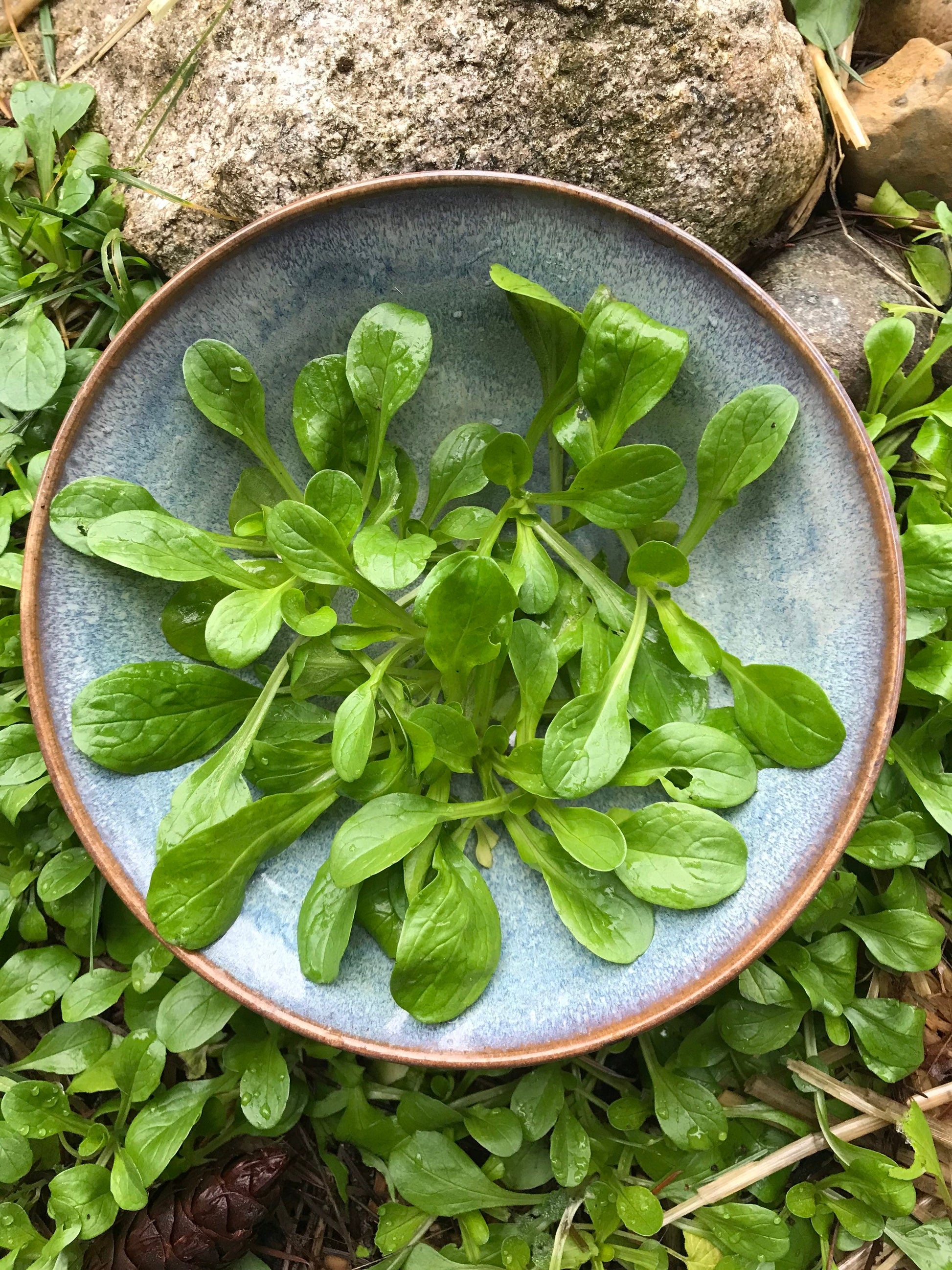 Mâche Seeds - Valerianella locusta - Corn Salad - Cold hardy leafy green - Vit / Lamb's Lettuce/ Feldsalat / Ackersalat / Rapunzelsalat