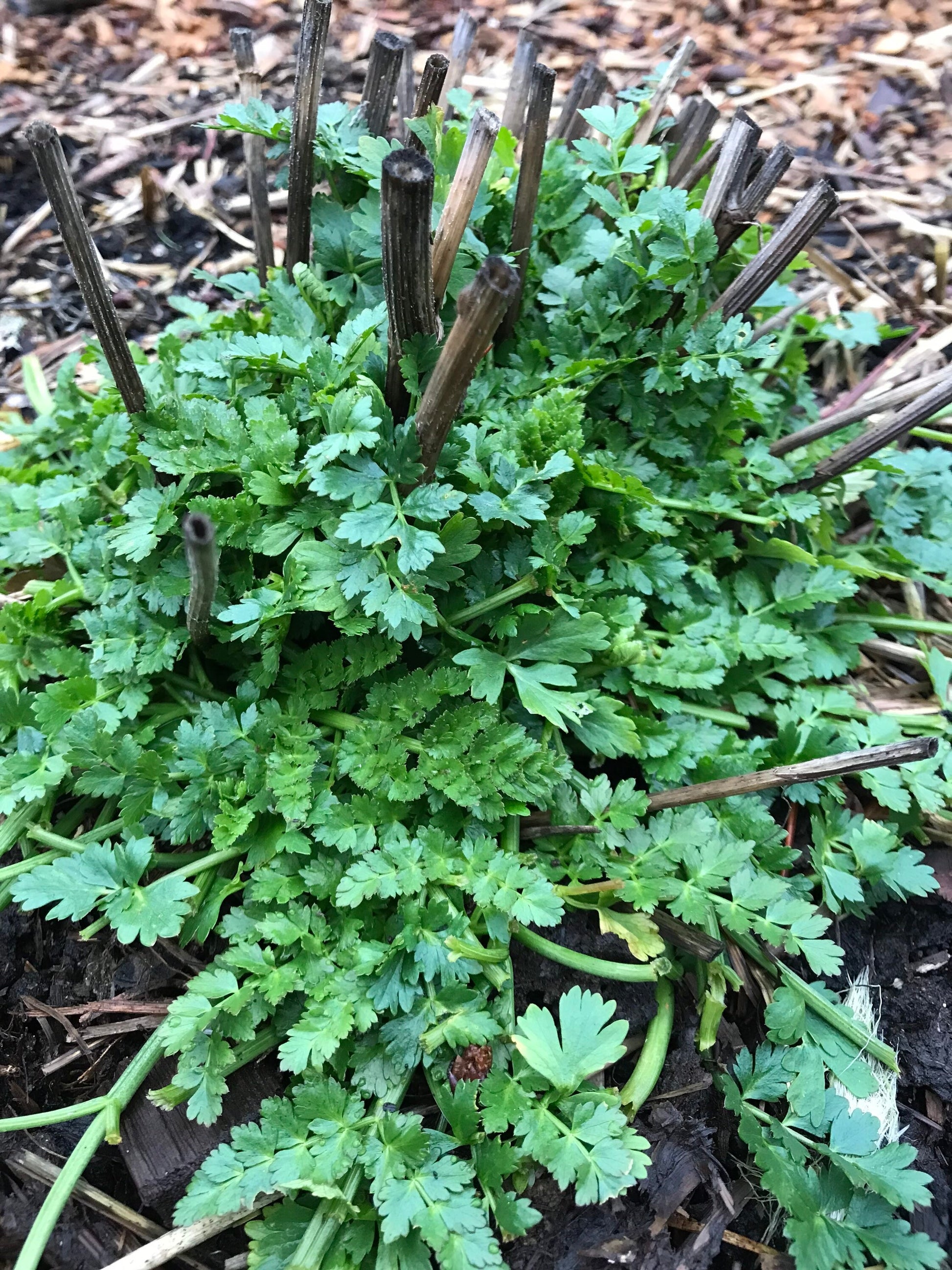 Meadow Parsley - Oenanthe pimpinelloides - Corky-fruited Water-dropwort, Earth Chestnut