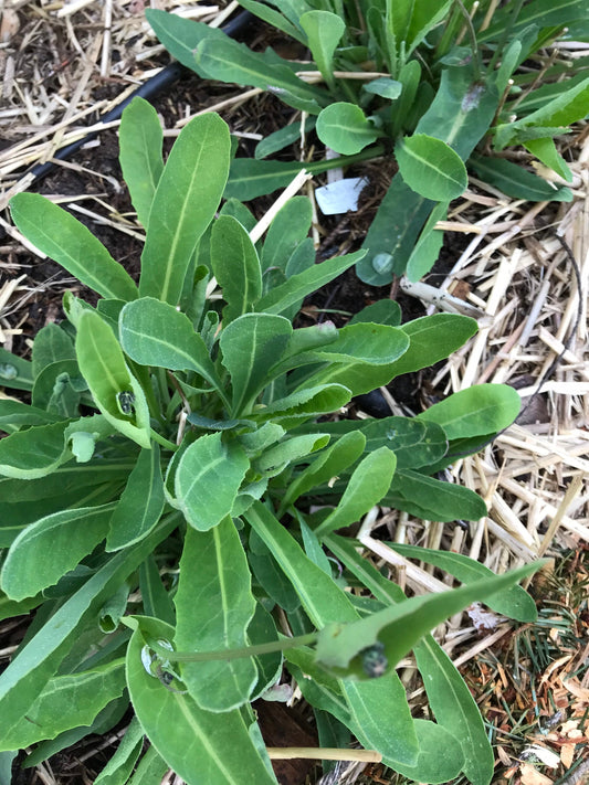 Perennial Sweet Lettuce Seeds - Reichardia picroides - Very Rare. AKA French Scorzonera