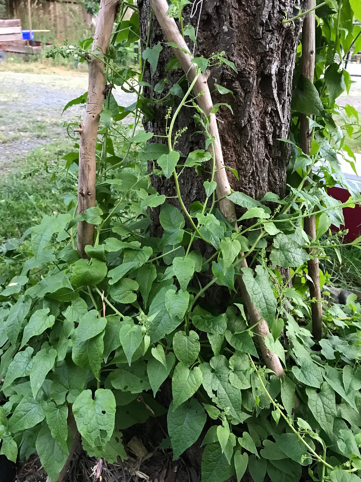 Caucasian Spinach Seeds - Climbing Spinach - Hablitzia tamnoides - Aka Habby / Climbing Spinach Vine