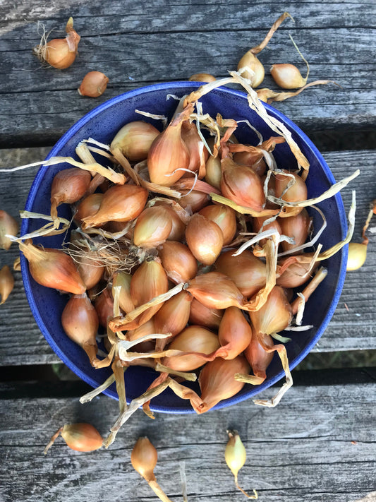 Errington Heirloom Potato Onion Bulbs - Yellow Multiplier Onion Sets - Allium cepa var. aggregatum - 50 grams