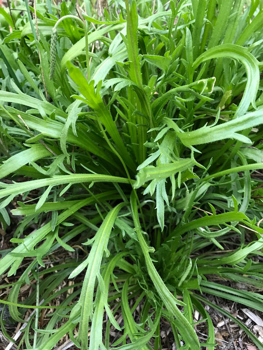 Minutina Seeds - Plantago coronopus - Buck's Horn Plantain, Erba Stella