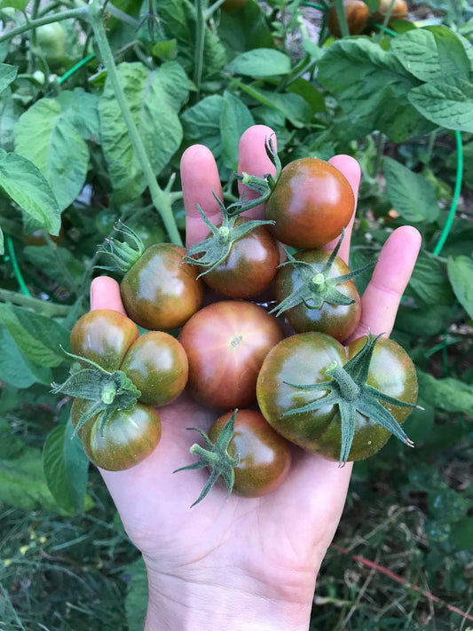 Karma Miracle Tomato Seeds - Solanum lycopersicum