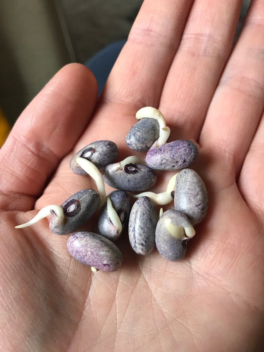 Pale Lavender Grey Bush Bean Seeds - Phaseolus vulgaris - Semi-Climber