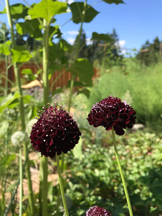 Black Knight Scabiosa Seeds - Scabiosa atropurpurea - Pincushion flower. Use for natural dye, bouquets - CicadaSeedsShop