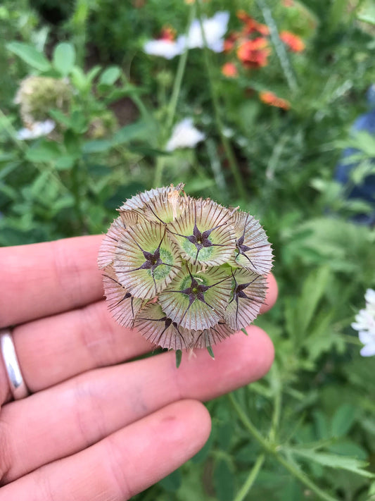 Starflower Scabiosa Seeds - Scabiosa stellata - Pincushion Flower - Drumstick Flower