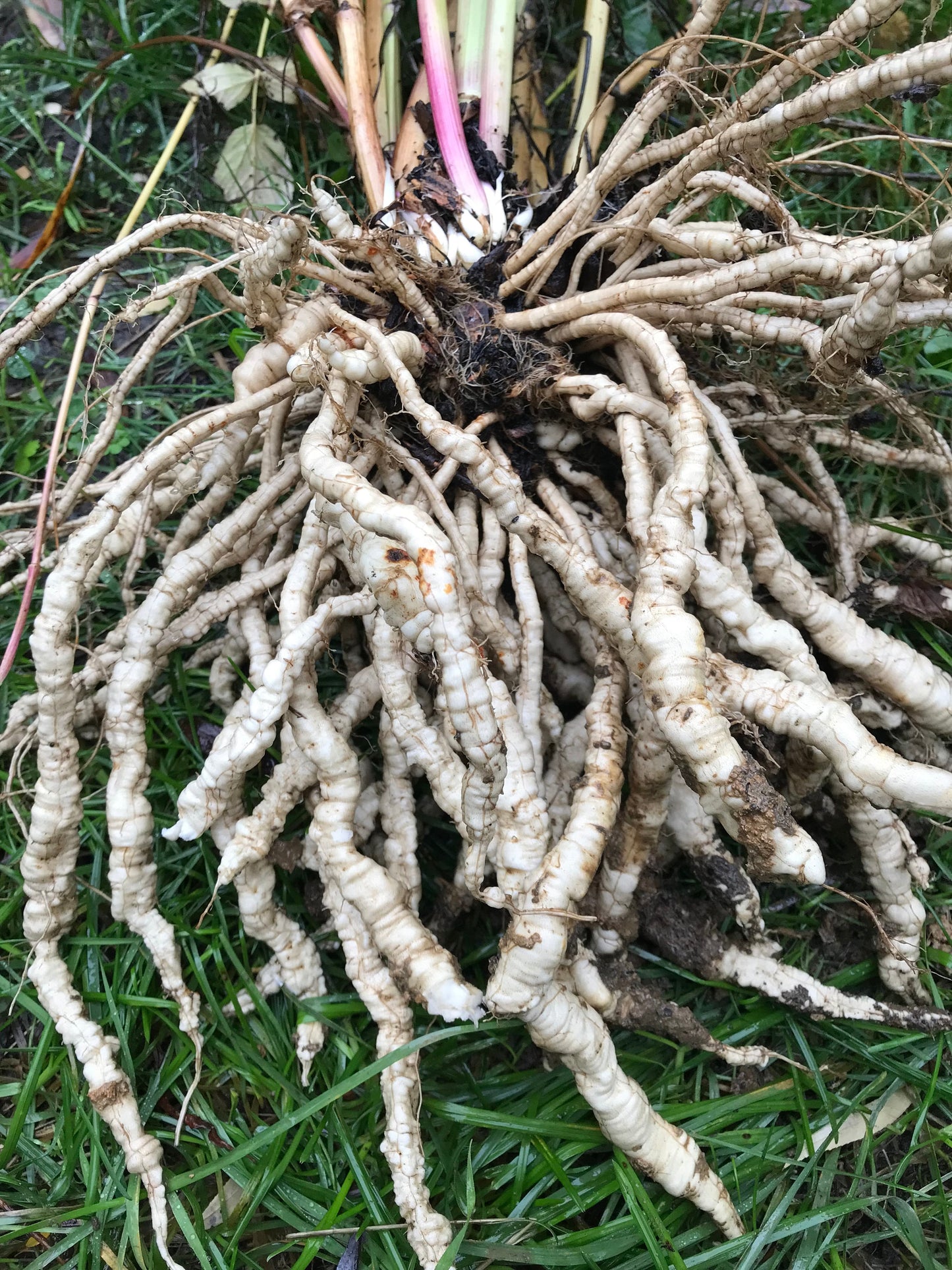 Skirret Seeds- Sium sisarum - Sugar Root