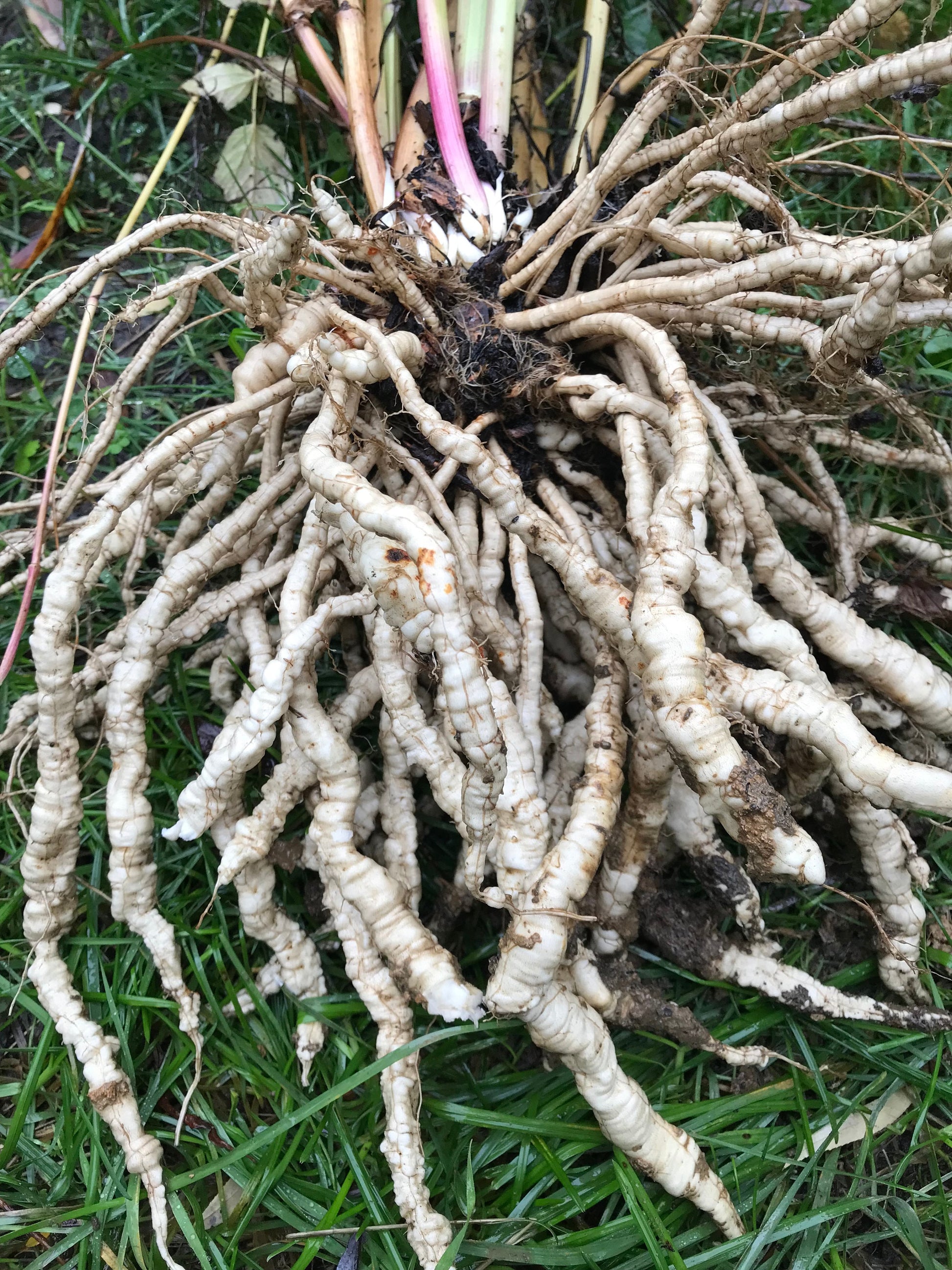 Skirret Seeds- Sium sisarum - Sugar Root