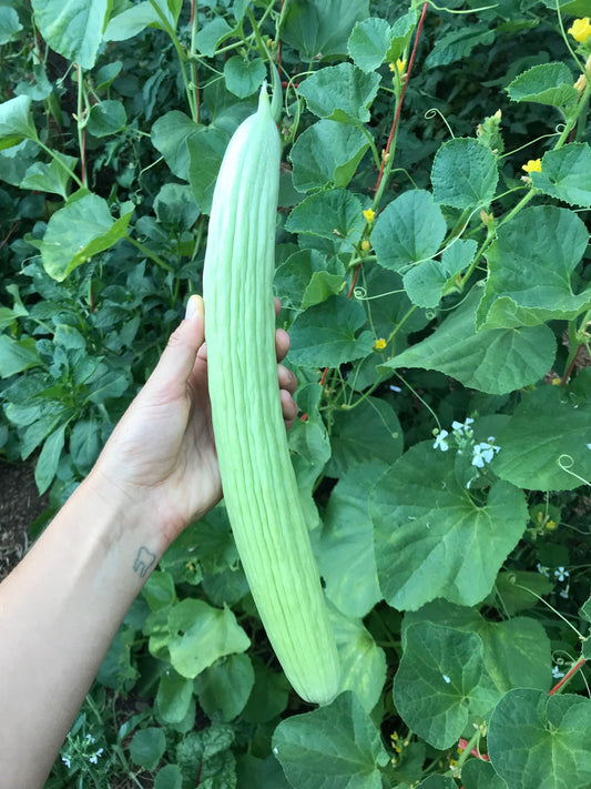 Armenian Cucumber Seeds - Cucumis melo - Snake Melon