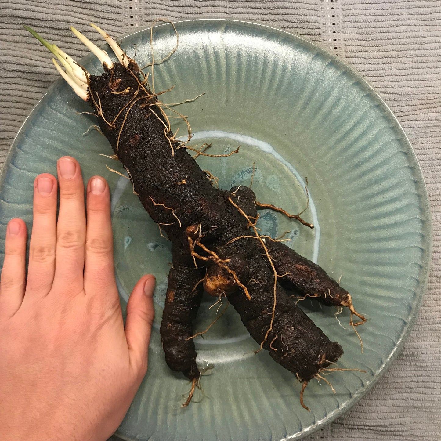 Black Salsify Seeds- Scorzonera hispanica