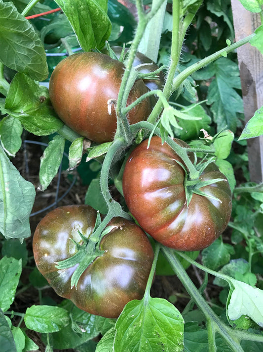 Paul Robeson Tomato Seeds - Solanum lycopersicum