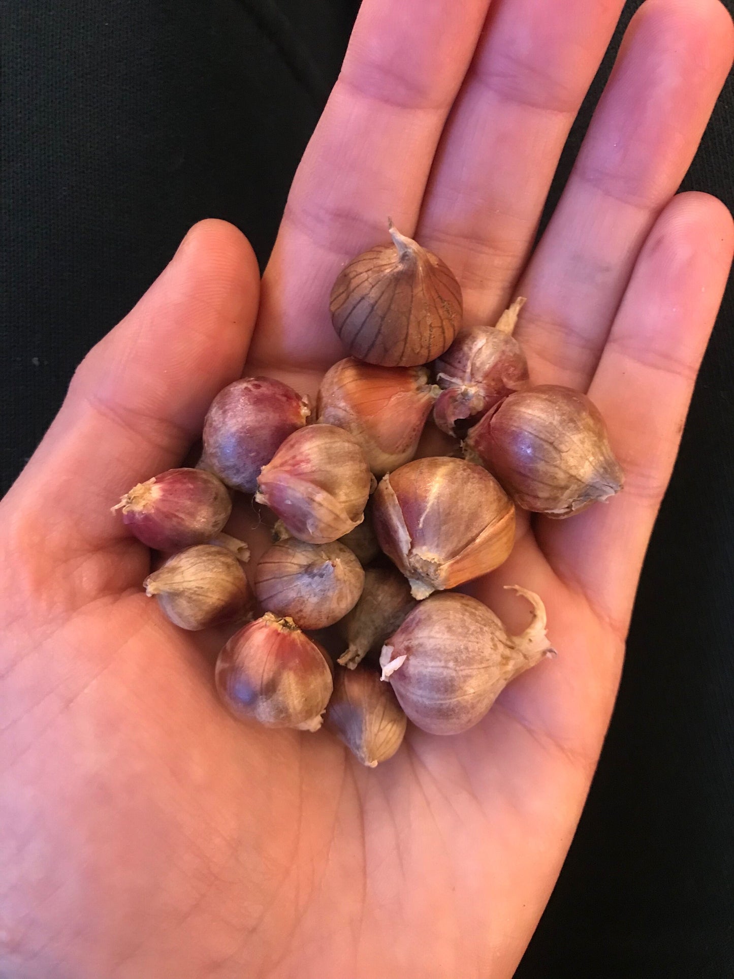 Egyptian Walking Onion Bulbils - Allium x proliferum