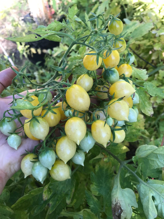 Barry's Crazy Cherry Tomato Seeds - Solanum lycopersicum