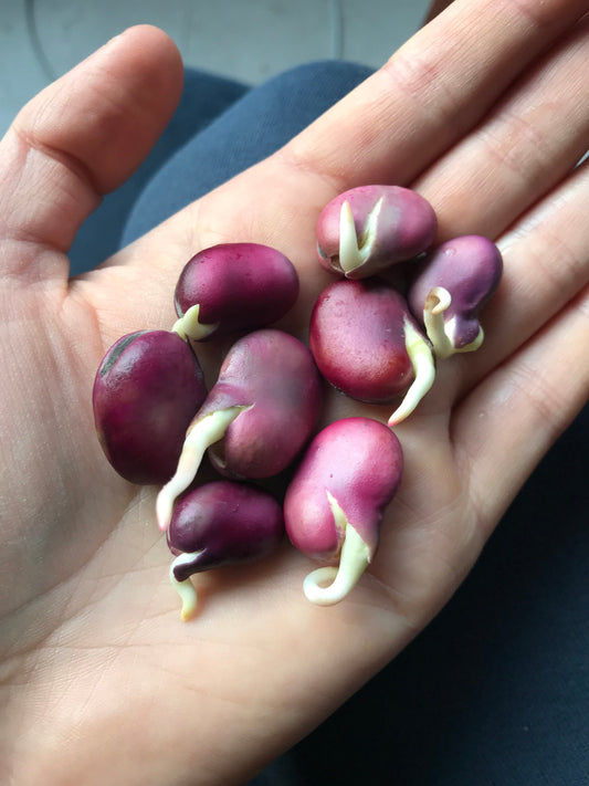 Purple Haze Fava Bean Mix Seeds - Vicia faba - Broad Bean Seeds