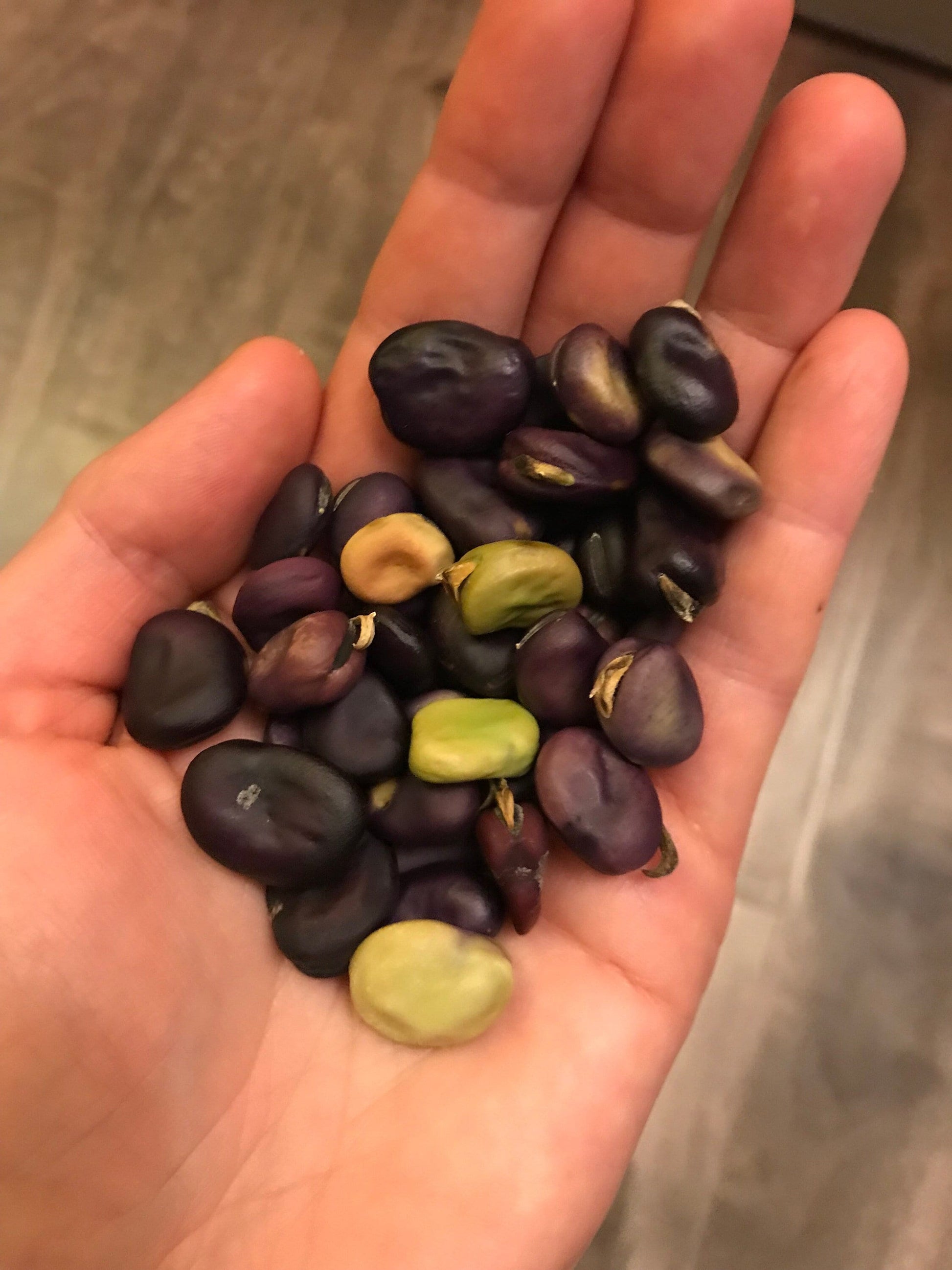 Purple Haze Fava Bean Mix Seeds - Vicia faba - Broad Bean Seeds