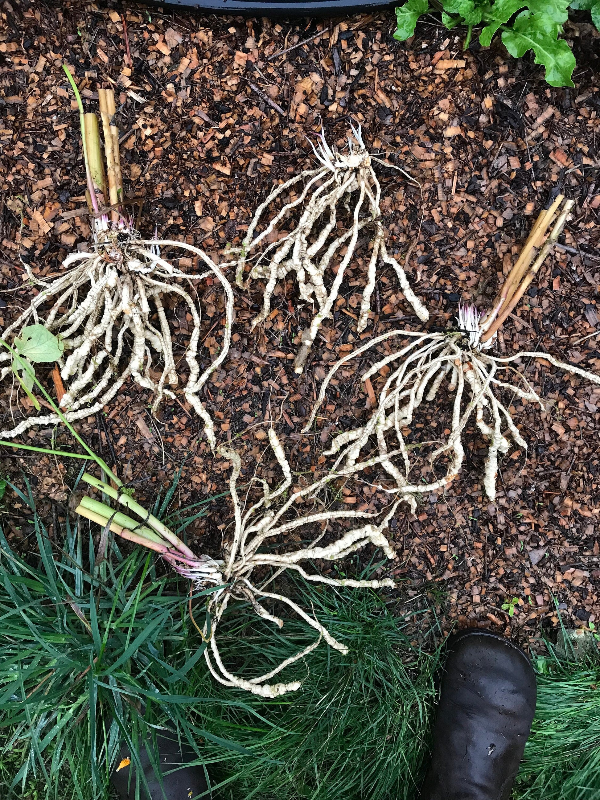 Skirret Seeds- Sium sisarum - Sugar Root