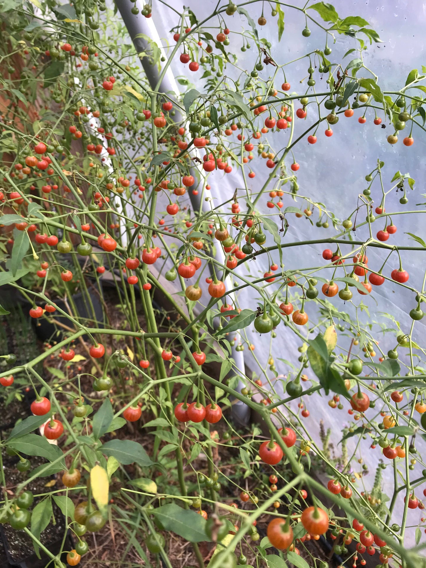 Cold Hardy Chili Pepper Seeds - Capsicum flexuosum - Ke-huí