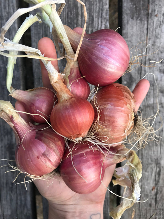 Lorient Multiplier Onion Cross SEEDS - Allium cepa var. aggregatum - Breeding material