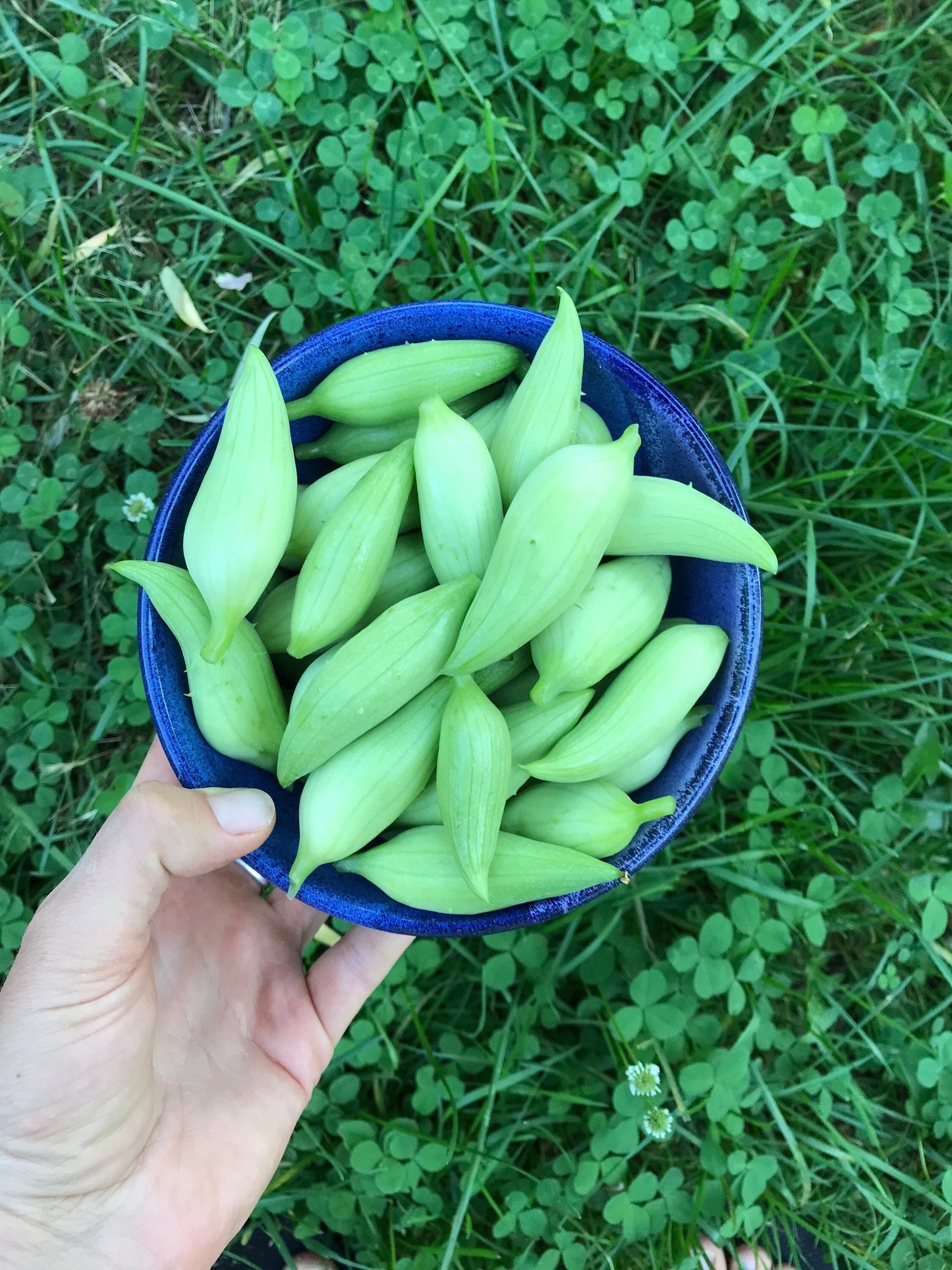 Achocha Seeds - Cyclanthera pedata - 10 seeds - Caigua