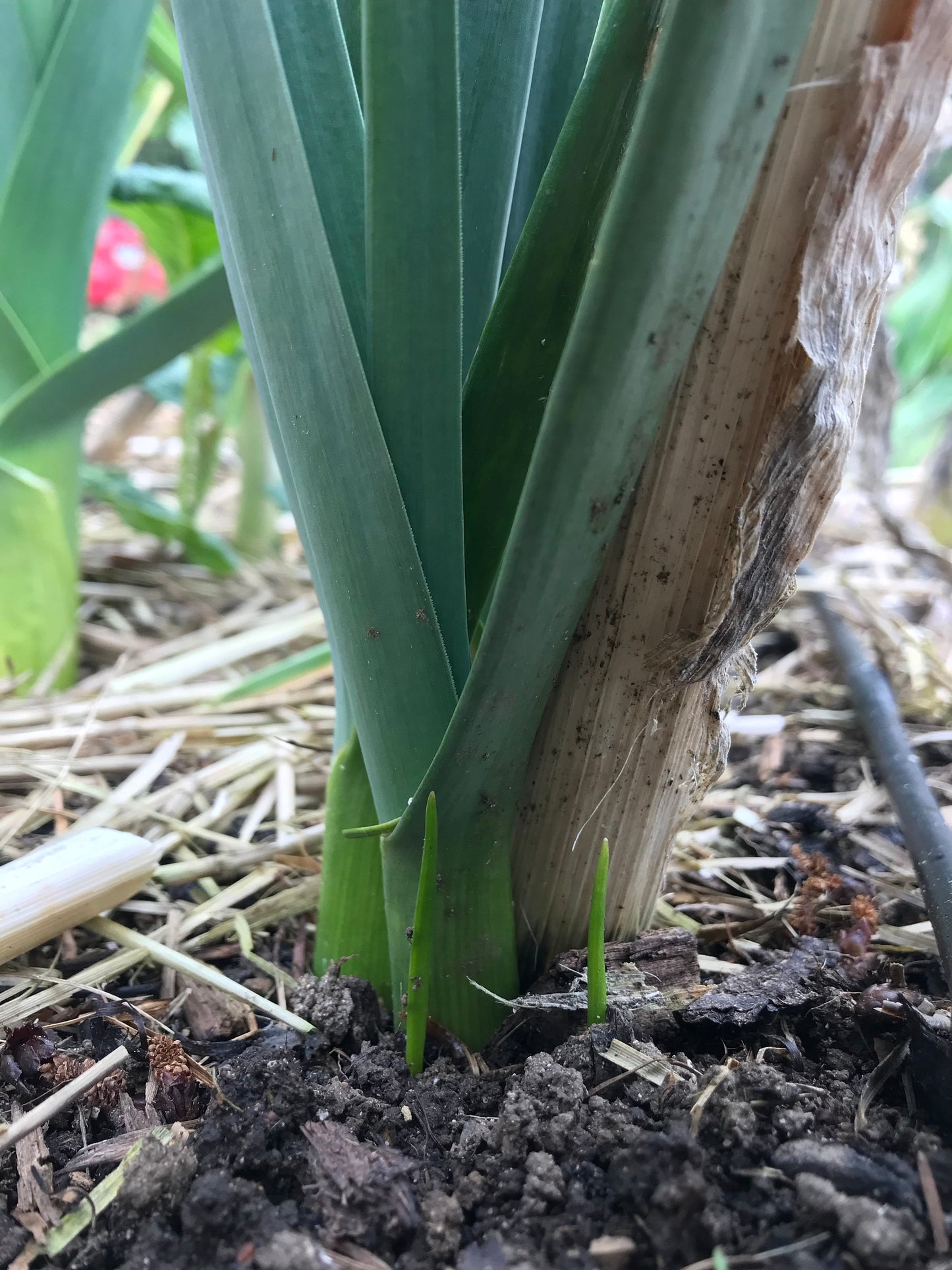 Delft Perpetual Leek Seeds - Allium porrum - Perennial Leek - CicadaSeedsShop