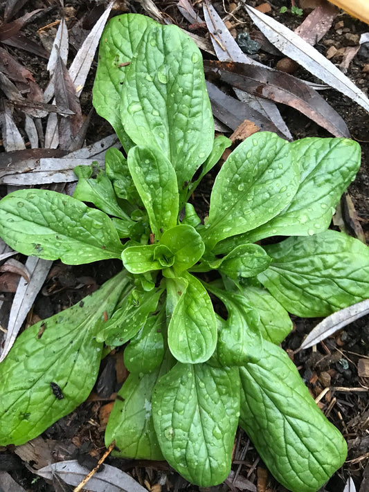 Mâche Seeds - Valerianella locusta - Corn Salad - Cold hardy leafy green - Vit / Lamb's Lettuce/ Feldsalat / Ackersalat / Rapunzelsalat