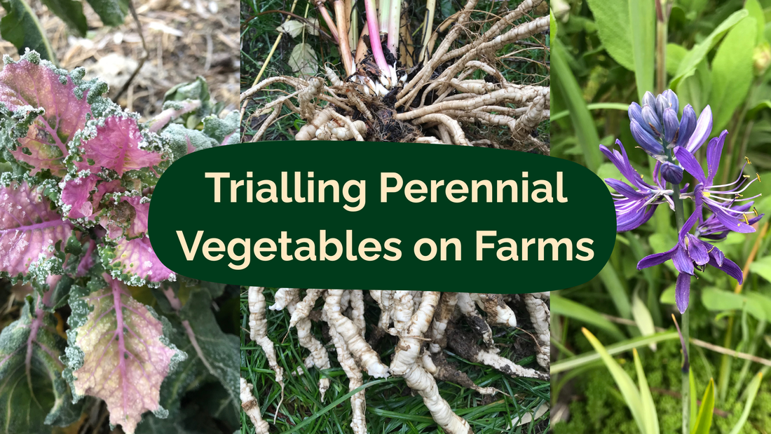 Call for Farmers to Trial Perennial Vegetables on Market Gardens