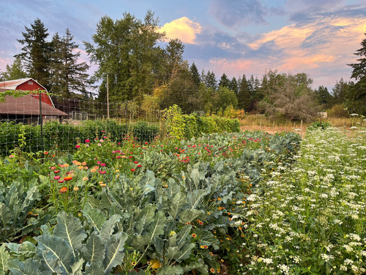 Washington Post Interview on Perennial Vegetables