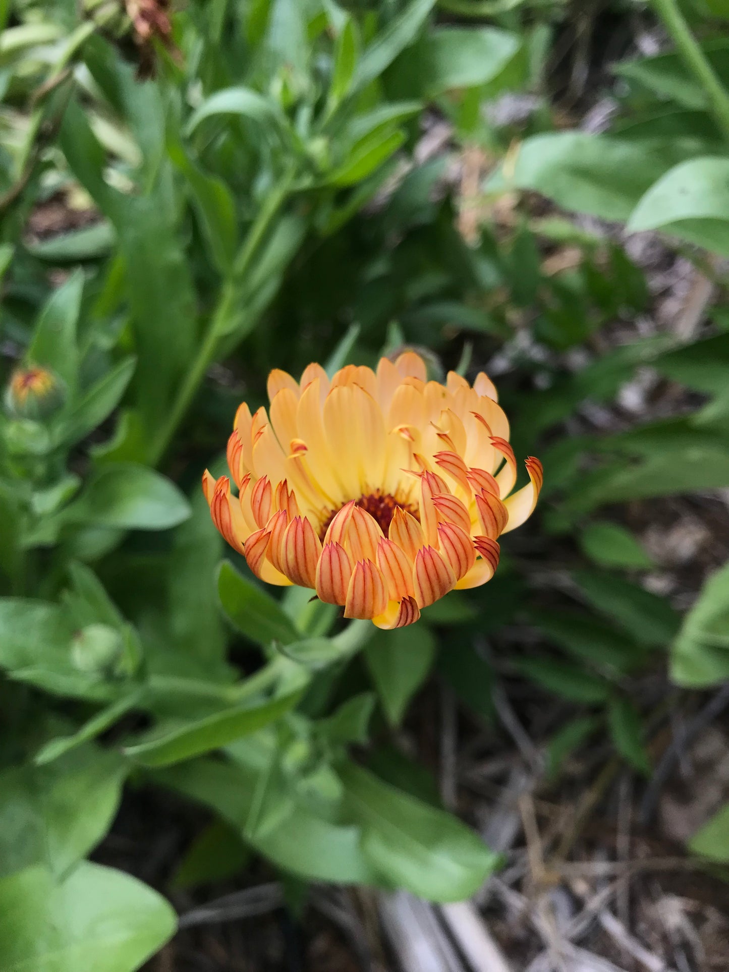 Flashback Calendula Seeds - Calendula officinalis