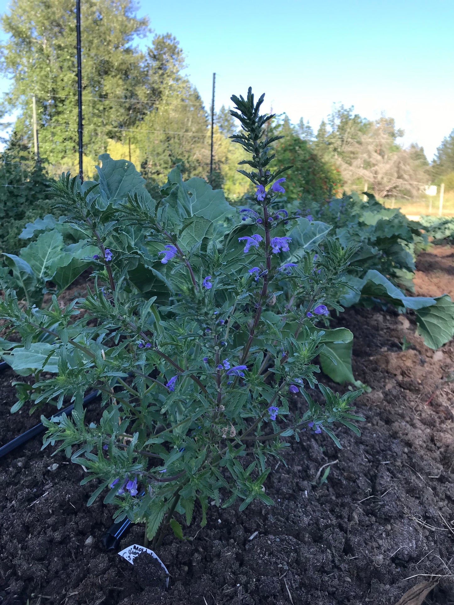 Moldavian Balm Seeds - Dracocephalum moldavica - Moldavian Dragonhead