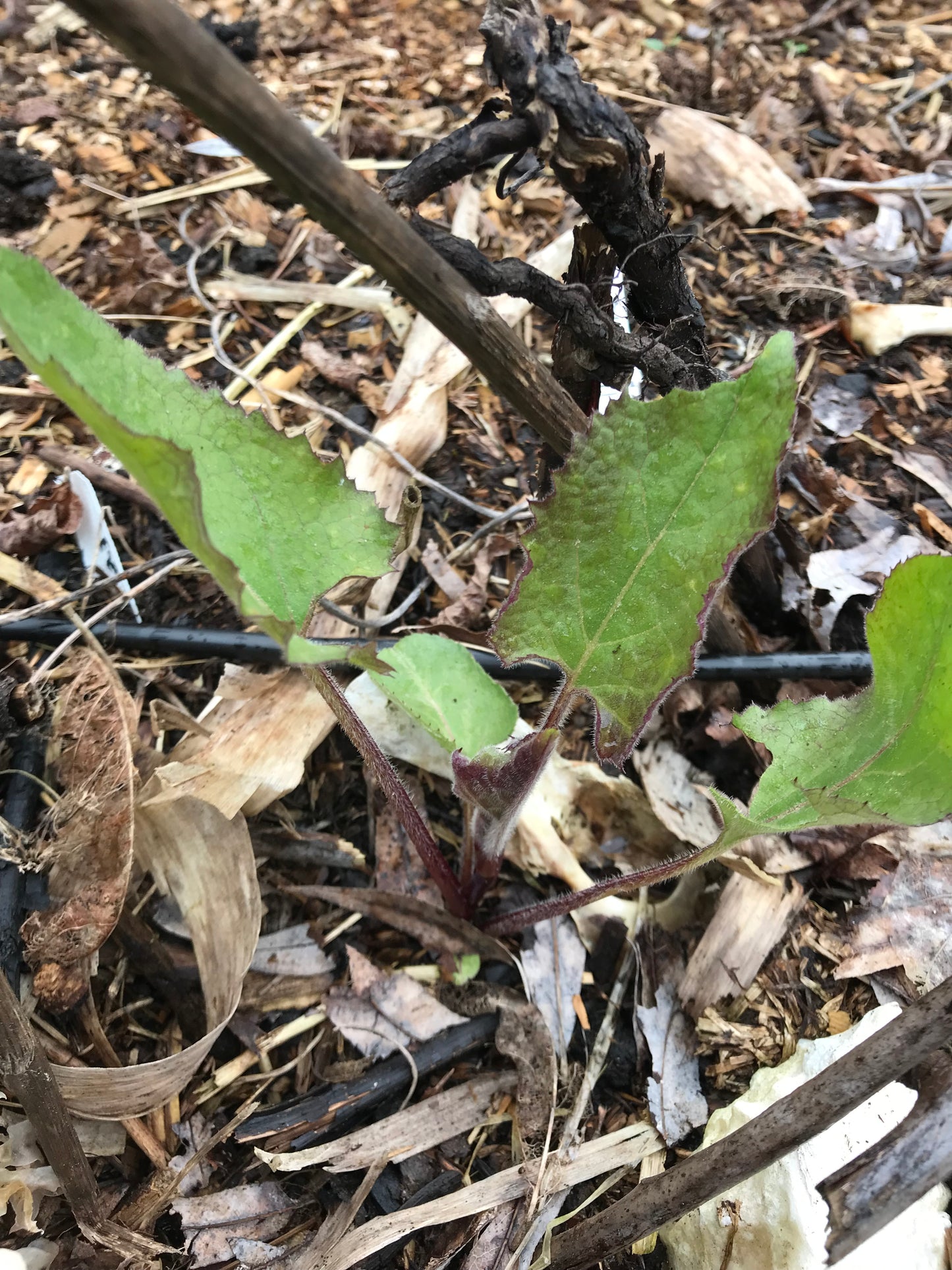 Chwinamul Seeds - Doellingeria scabra - Aster scaber, Korean Aster, Chamchwi, 취나물
