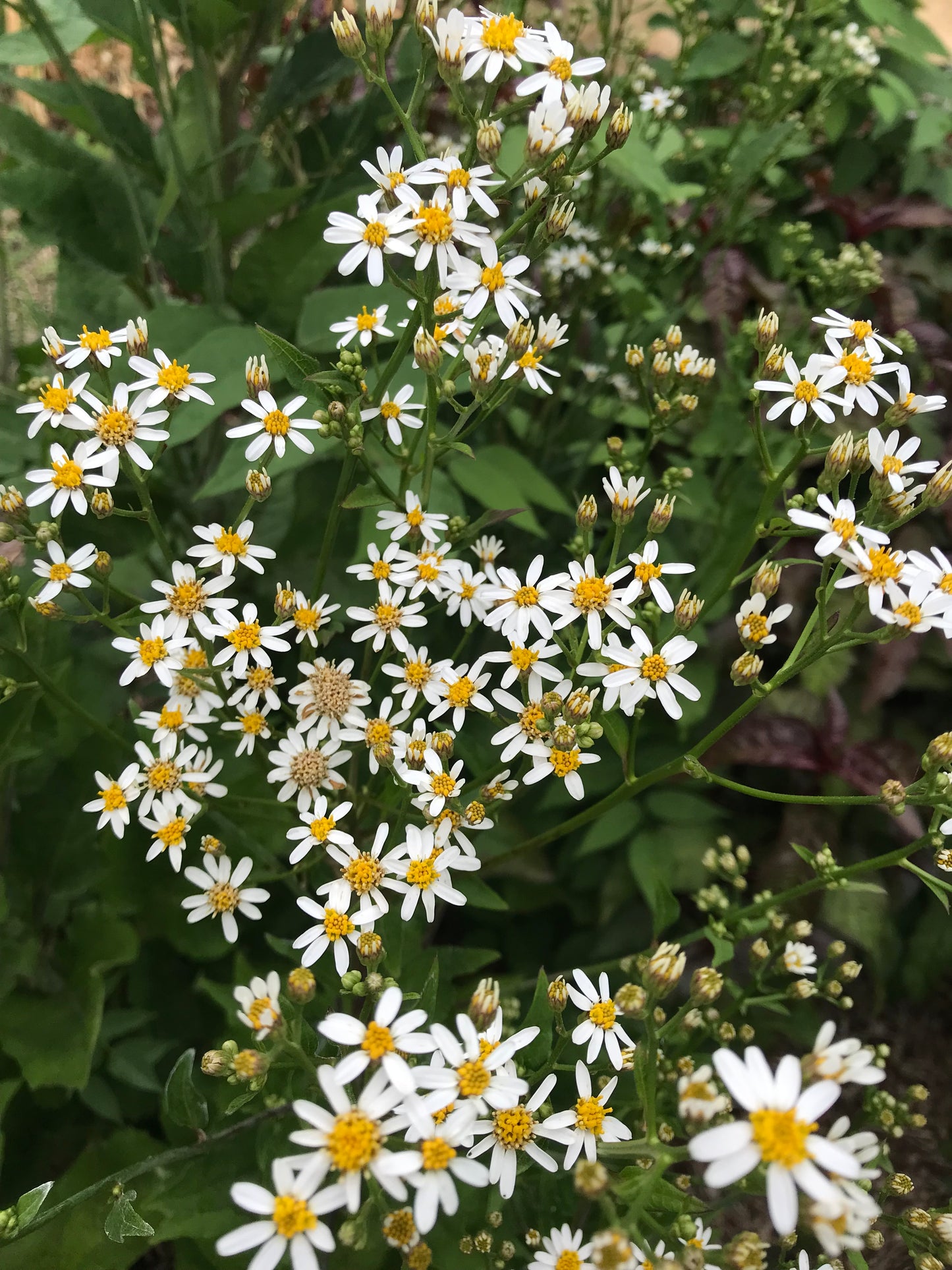 Chwinamul Seeds - Doellingeria scabra - Aster scaber, Korean Aster, Chamchwi, 취나물