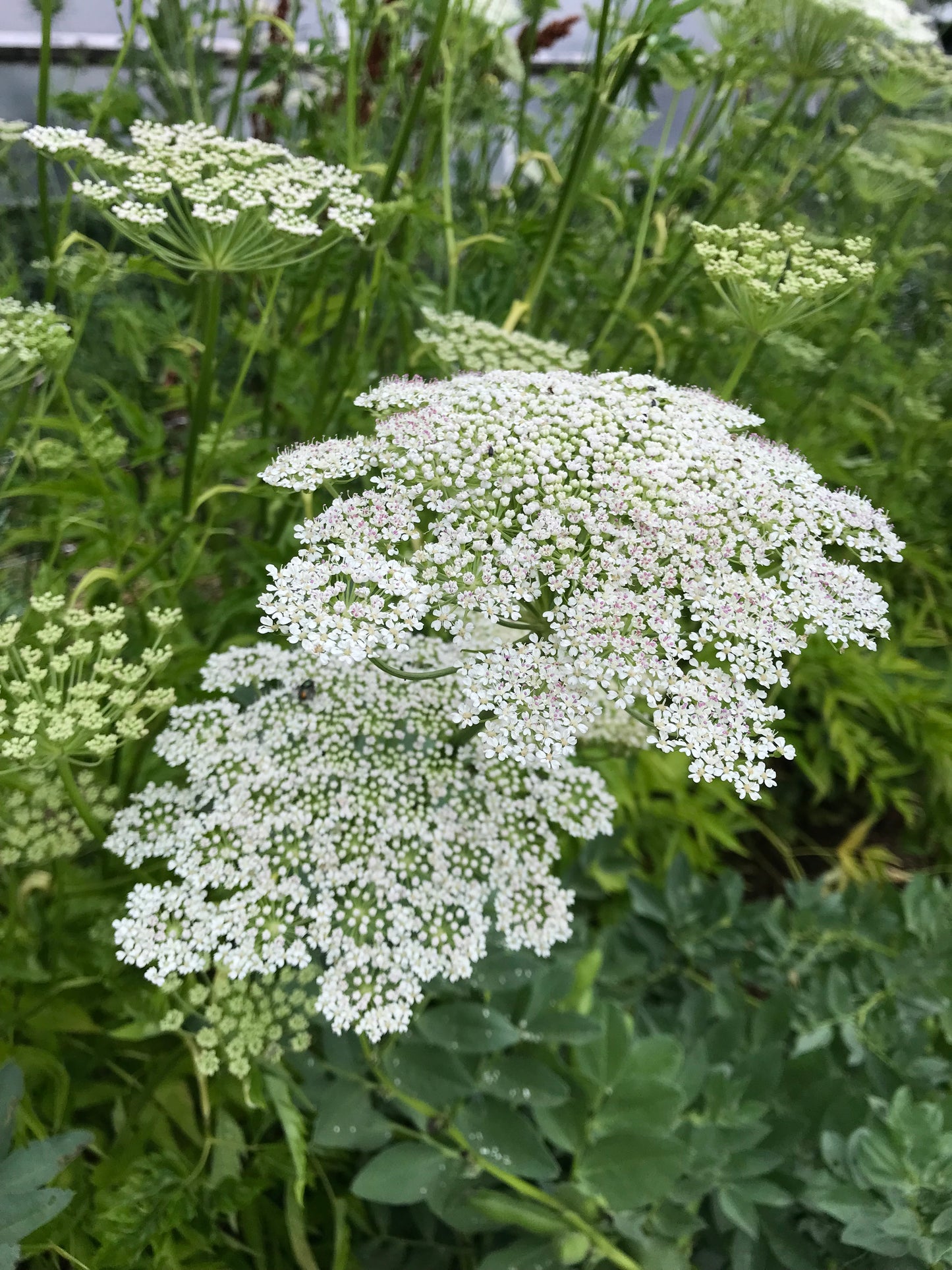 Seombadi Korean Celery Seeds - Dystaenia takesimana - Ulleung Giant Celery