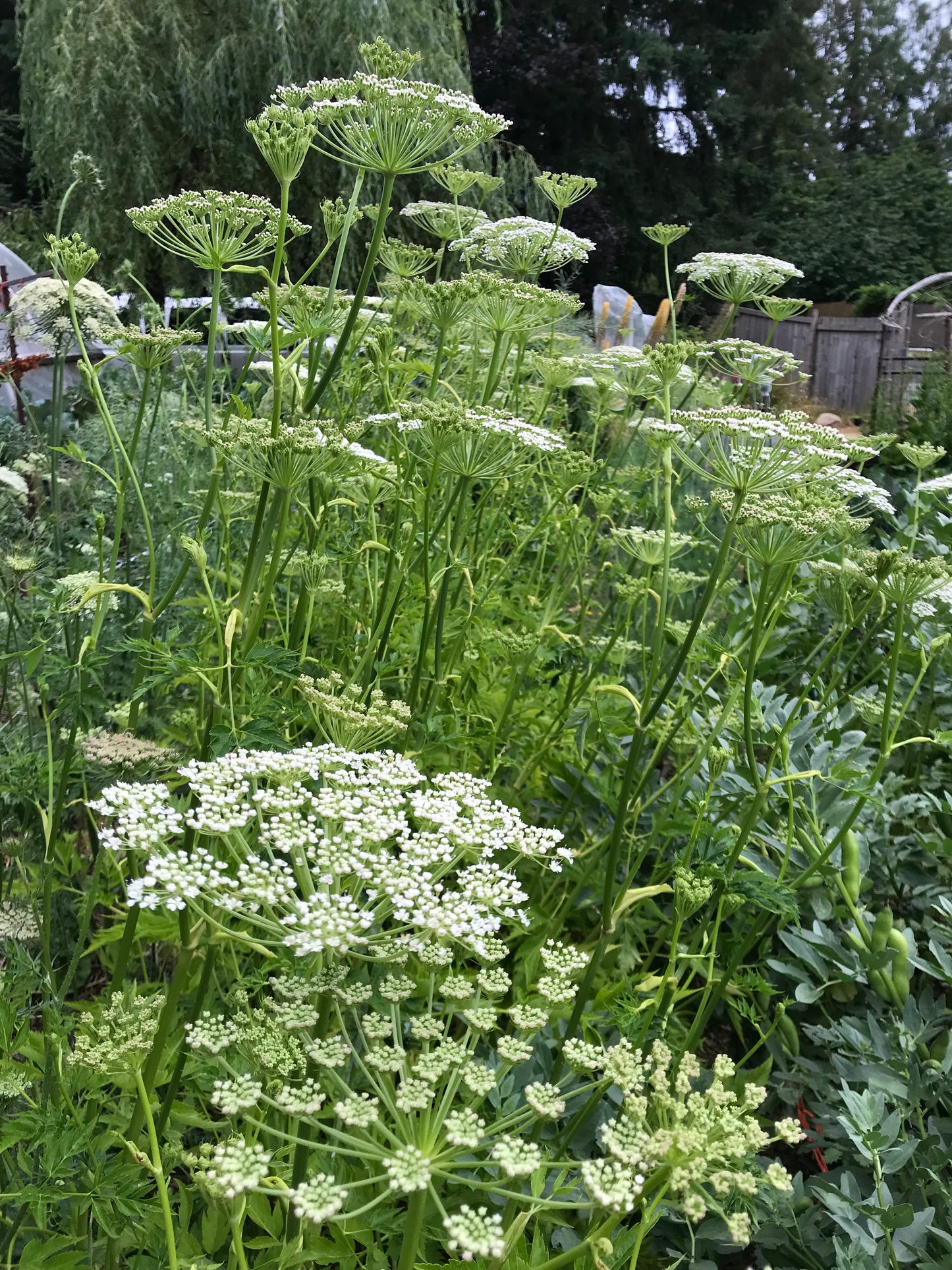 Seombadi Korean Celery Seeds - Dystaenia takesimana - Ulleung Giant Celery